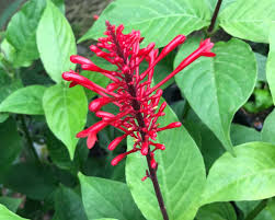 Image result for Odontonema