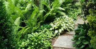 6,685 likes · 131 talking about this · 448 were here. Plant Spotlight Hostas And Ferns English Gardens