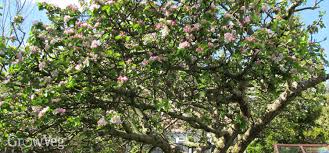 Check spelling or type a new query. How To Winter Prune Apple Trees