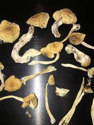 Are These Safe To Eat What Are The Black Blue Spots On Some Of The Stems R Shrooms