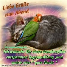 Kuscheln Mmmh Gute Nacht Gute Nacht Katze Gute Nacht Lustig