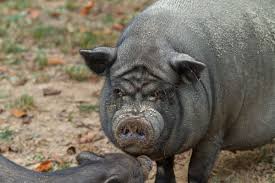 Check spelling or type a new query. Vietnamese Pot Bellied Pig The Farm At Walnut Creek In Ohio