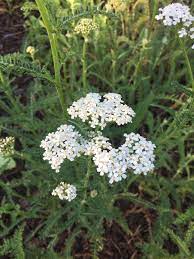 How To Use Yarrow As A First Aid Remedy My Healthy Homemade Life Recipe Herbalism Holistic Health Remedies Herbal Medicine