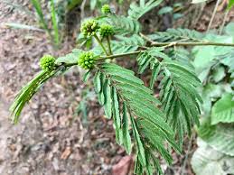 Image result for Droogmansia