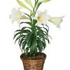 Lilies carry a toxin in their petals, pollen and leaves that commonly causes fatal kidney. Https Encrypted Tbn0 Gstatic Com Images Q Tbn And9gcqani Lza Pogiwh Nq6kgqkivnubcki7i88ss Rt6ol O8ntrb Usqp Cau