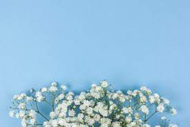 Download Beautiful White Baby S Breath Flowers Arranged On Blue Backdrop For Free Babys Breath Flowers Cherry Blossom Background Blue Backdrops