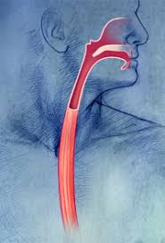 Image result for esophagus