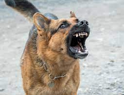 Stop german shepherd barking because of anxiety. How To Stop A German Shepherd From Excessive Barking