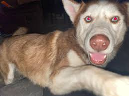 What has happened in the area if cool ridge shady springs