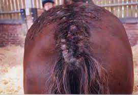 Equine Ringworm Dermatophysis Conley And Koontz Equine Hospital