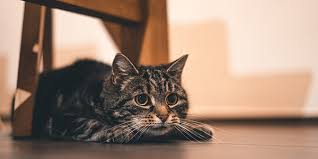 Why do cats chase bugs? What Cats Do When They Re Out At Night