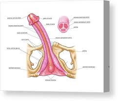 That will make it bigger than annual global sales for raw metals like nickel and silver put together. Male Genital Anatomy Anatomy Drawing Diagram