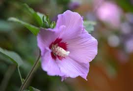 'neon flash' spirea actually begins blooming in late spring (early june), but it will carry some of that color into early summer (late june and early july). Best Shrubs With Pink Or Magenta Flowers