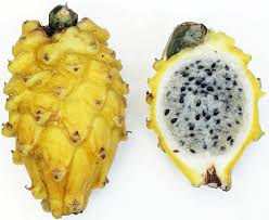 Maybe you would like to learn more about one of these? Drachenfrucht Significato E Sinonimi Di Drachenfrucht Nel Dizionario Tedesco
