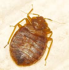 Bed bug, cimex lectularis bed bugs are one of the most difficult pest problems to eradicate quickly. Ccbh