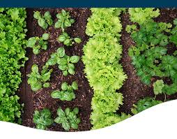 Designing And Planting A Veggie Garden Ted Lare Design Build