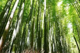 We did not find results for: What Types Of Bamboo Are There Bamboo Plants Hq