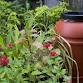 Florida-Friendly Friday: Rainwater Harvesting event image
