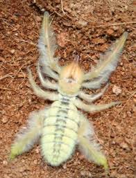 It clocks in at a mighty 28cm (11 in). Pin On Exoskeletal