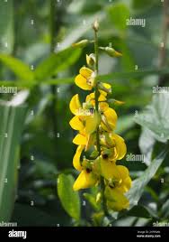 Image result for Crotalaria trichotoma