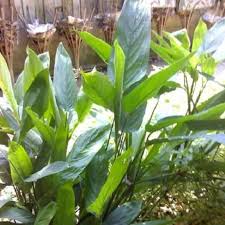 Oleh itu, terus berunding dengan aduan anda kepada doktor untuk mendapatkan rawatan yang betul. Ready Stock Ubat Kayap Bisul Ulser Demam Panas Usus Ubi Bemban Sagu Bemban Pokok Herba Ubat Tradisional Pokok Ubi Garut Shopee Malaysia