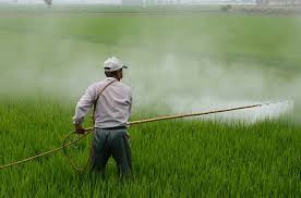 Use of pesticides (chemicals such as fungicides, herbicides and insecticides) to control pests from consuming or damaging plants. Positive And Negative Effects Of Chemical Pesticides Science Online