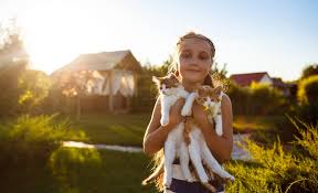 Yavru Kedi Bakimi Izmir Pets