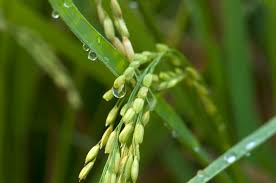 Check spelling or type a new query. How Long Does Old Grass Seed Stay Viable