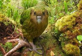 Maybe you would like to learn more about one of these? Spesies Burung Kakak Tua Photo Nama Bagaimana Untuk Menentukan Jenis Burung Kakak Tua