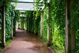 The brachts (petals) are single and come in pink or white. Outdoor Climbing Plants A Guide To Creating Natural Shade