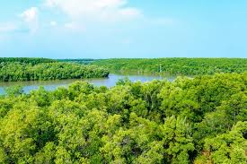 Seorang wanita penjaga hutan berpose dengan papan nama pembibitan bakau yang didirikan oleh wwf di desa mero dablo di thatta, pakistan, pada 9 maret 2021. Ahli Siapkan Desain Restorasi Mangrove Untuk Riau Ini Tujuannya Halaman All Kompas Com