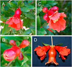 Flowers types in which the hypanthium forms a cuplike or tubular structure that partly surrounds the ovary are called perigynous. Flower Position And Size Impact Ovule Number Per Flower Fruitset And Fruit Size In Pomegranate In Journal Of The American Society For Horticultural Science Volume 138 Issue 3 2013