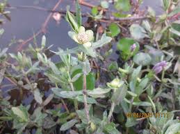 Image result for Enydra fluctuans