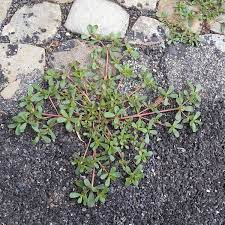 For being such an invasive plant, it has a delicate flavor a bit like snow. How To Grow Purslane An Edible Weed Dengarden