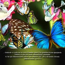 Hucre Ve Organeller Panosundaki Pin