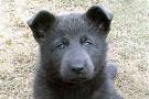 Welcome to American Blue Bay Shepherd