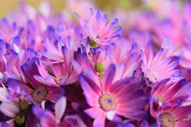 Aster Propagation How To Propagate Aster Plants Aster Flower Plants Aster
