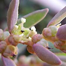 Image result for Suaeda plumosa