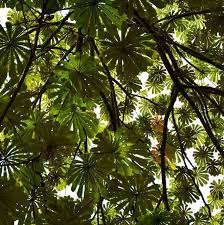 Image result for Musanga