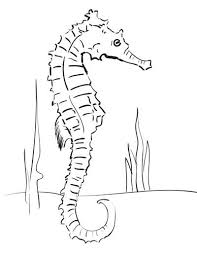 5 out of 5 stars (10) $ 15.00 free shipping only 3 left favorite add to. 17 Seahorse Drawings Ideas Seahorse Drawing Seahorse Drawings