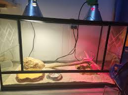 Bearded Dragon Behavior And Body Language