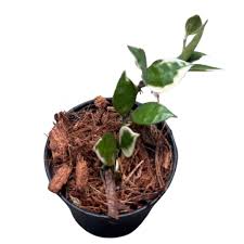 Image result for Olax aschersoniana