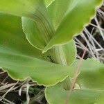 Image result for Bonatea steudneri