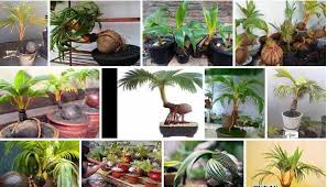 Apabila tanaman teersebut berjenis monokotil (perdu, kelapa. 8 Langkah Penting Cara Membuat Bonsai Kelapa Ayo Budidaya