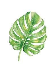 Split Leaf Philodendron Watercolor Print Tropical Leaf Print Monstera Deliciosa Split Leafed In 2020 Watercolor Print Leaf Drawing Leaf Art