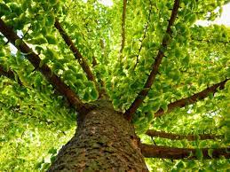 The smell is a only a problem. Ginkgo Biloba Benefits Tips For Growing Ginkgo Trees