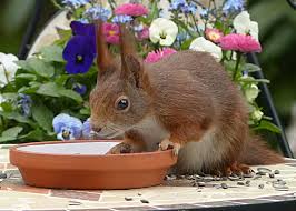 Move bird feeders away from vegetable garden. Dobar Wildlife En Dobar En