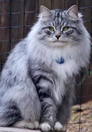 Black And Grey Tabby Cat Personality Gorgeous Siberian Cat M Siberian Cat Pics Of Cute Cats Siberian Forest Cat