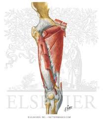 Hip muscles act on the hip joint to effect flexion, extension, abduction, adduction, internal and external rotation. Muscles Of Thigh Anterior Views
