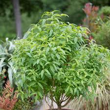 Image result for Aloysia